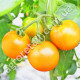 Томат Золотая Королева 0.2 г Satimex