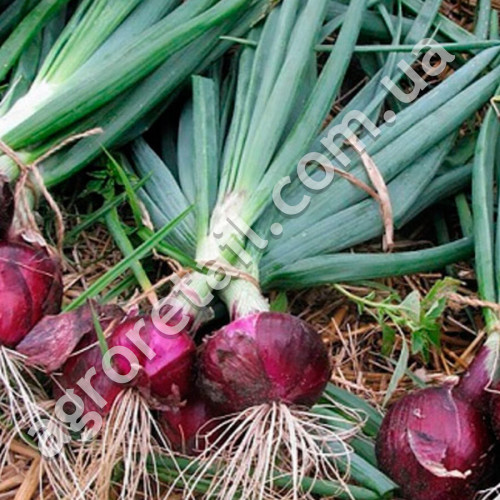 Лук Ред Барон 200 шт Bejo