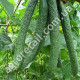 Огурец Китайские змеи 3 г Gl Seeds