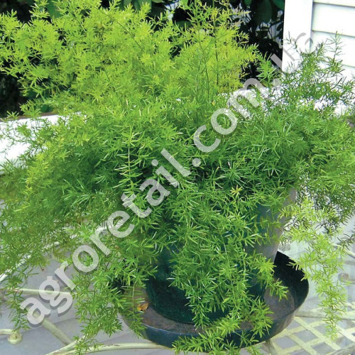 Аспарагус Спренгери 0.1 г Gl Seeds