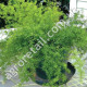 Аспарагус Спренгери 0.1 г Gl Seeds