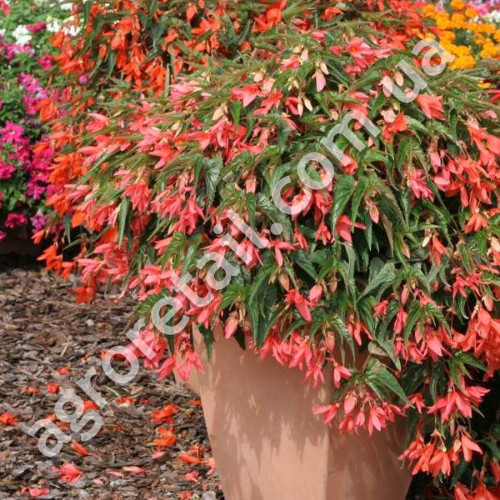 Бегонія Копакабана лососева F1 5 шт Gl Seeds
