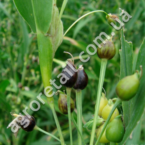 Бусенник однолетний 1 г Gl Seeds