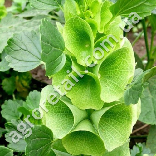 Молюцела Ірландські бантики 0.25 г Gl Seeds