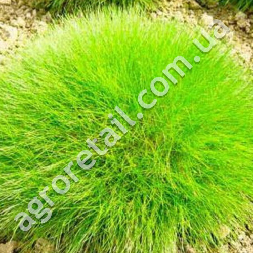 Трава газонна Костриця 30 г Gl Seeds