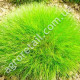Трава газонна Костриця 30 г Gl Seeds