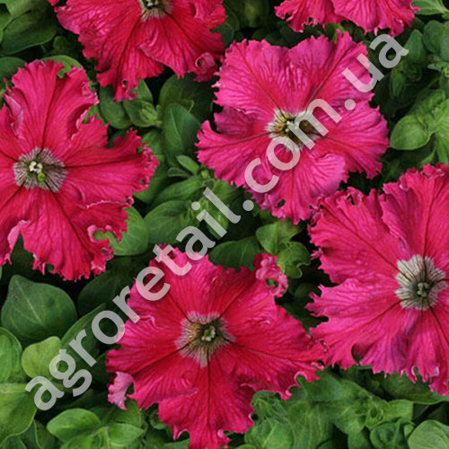 Петунія Афродіта пурпурна F1 10 шт Gl Seeds