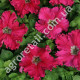 Петунія Афродіта пурпурна F1 10 шт Gl Seeds