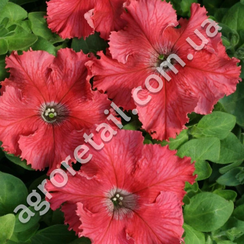 Петунія Лавина лососева F1 10 шт Gl Seeds