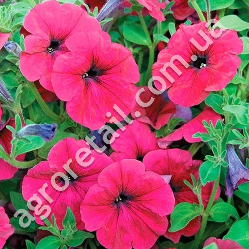 Петуния Лавина пурпурная F1 10 шт Gl Seeds