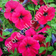 Петунія Лавина рожева F1 10 шт Gl Seeds