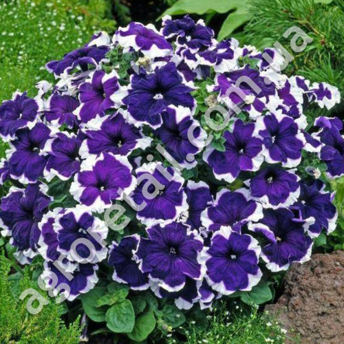 Петунія Пікоті фрост вельвет F1 10 шт Gl Seeds