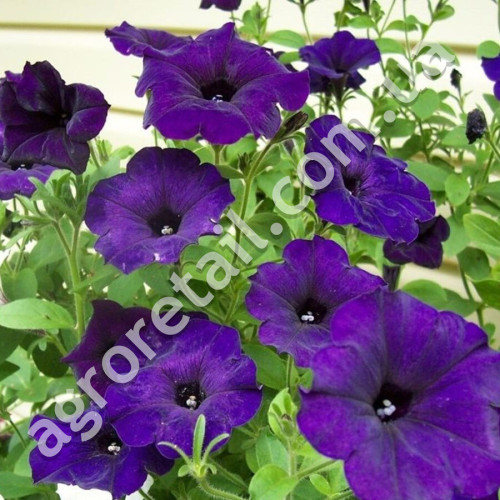 Петунія Хіт Парад F1 сливова 10 шт Gl Seeds