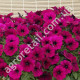 Петунія Експрес бургунді F1 10 шт Gl Seeds