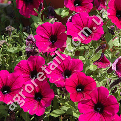 Петунія Кардинал F1 0.1 г Gl Seeds