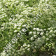 Анис Ажурный 0.5 г Gl Seeds