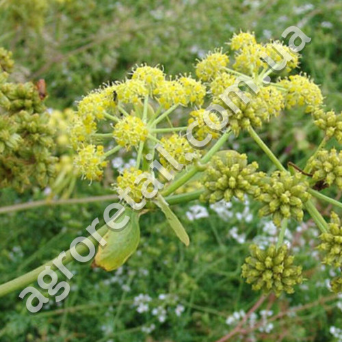 Любисток Лекарь 0.25 г Gl Seeds
