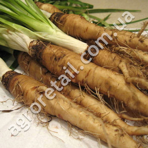 Овсяный корень лекарственный 0.5 г Gl Seeds