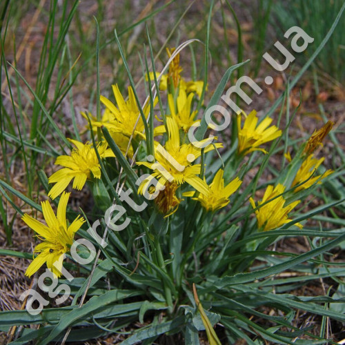 Скорцонера Дуплекс 0.5 г Gl Seeds