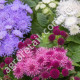 Агератум Королівський оксамит 0.2 г Gl Seeds