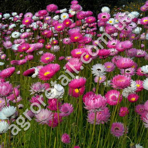 Акроклинум Бриллиантовая роза 0.2 г Gl Seeds