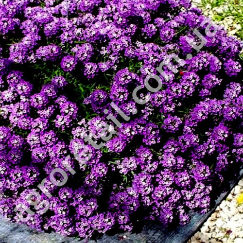 Алиссум Восточная ночь 0.1 г Gl Seeds
