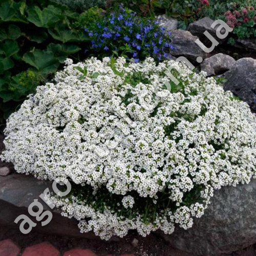 Алиссум Снежный ковер 0.1 г Gl Seeds