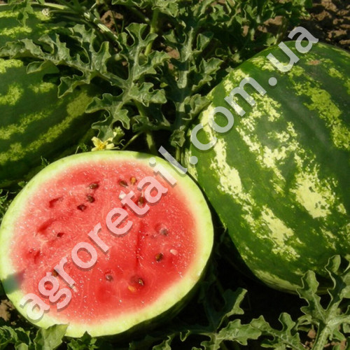 Кавун Альянс 2 г Gl Seeds