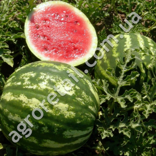 Кавун Княжич 2 г Gl Seeds