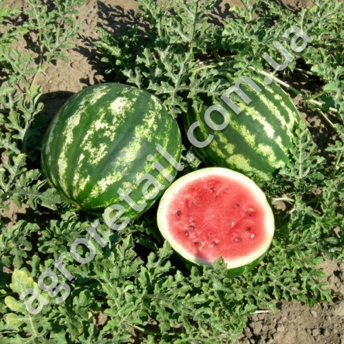 Кавун Мрія 2 г Gl Seeds