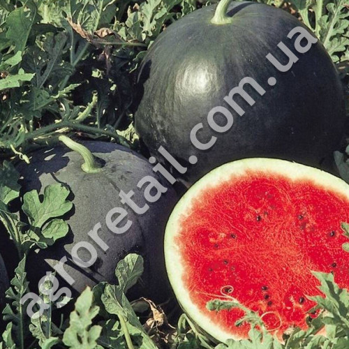 Кавун Вогник 2 г Gl Seeds