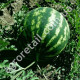 Кавун Таврійський 3 г Gl Seeds