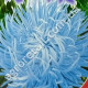 Астра Голубой вихрь 0.3 г Gl Seeds