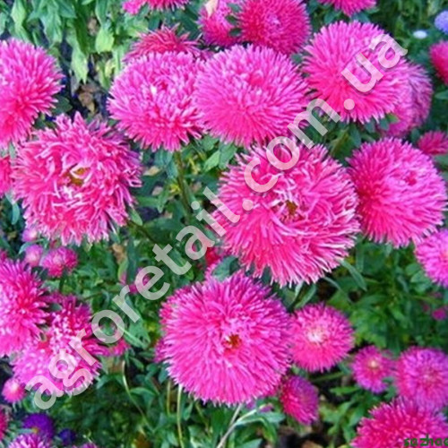 Айстра Кінг Сайз 0.3 г Gl Seeds
