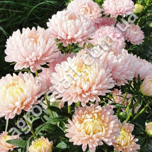 Айстра Персикова Вежа 0.3 г Gl Seeds