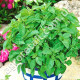Базилик Лимонный 0.5 г Gl Seeds