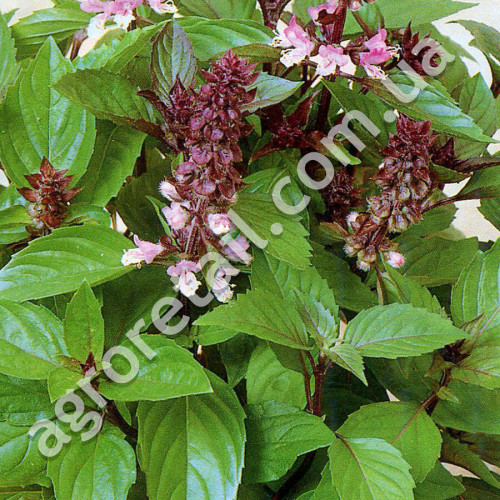 Базилик коричный Мексиканский 0.5 г Gl Seeds