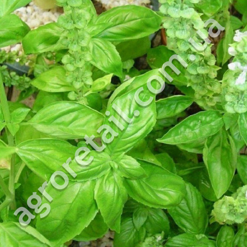 Базилик Провансаль зеленый 1 г Gl Seeds