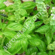 Базилик Провансаль зеленый 1 г Gl Seeds