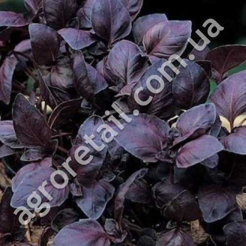 Базилик Рубин Каира 0.5 г Gl Seeds