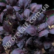 Базилик Рубин Каира 0.5 г Gl Seeds