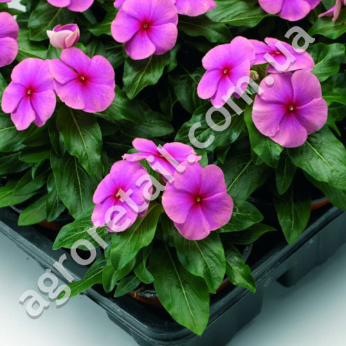 Барвинок Первый поцелуй 0.1 г Gl Seeds