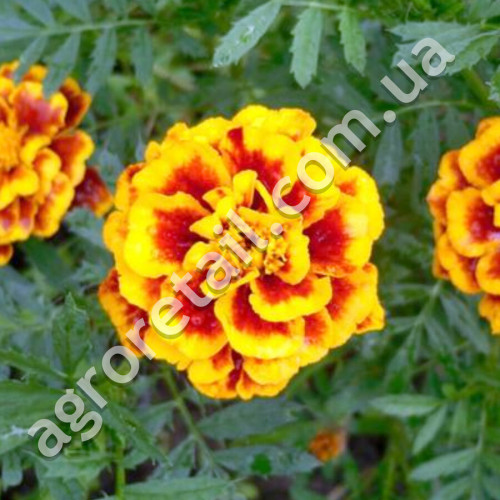 Чорнобривці Боніто кармен 0.5 г Gl Seeds