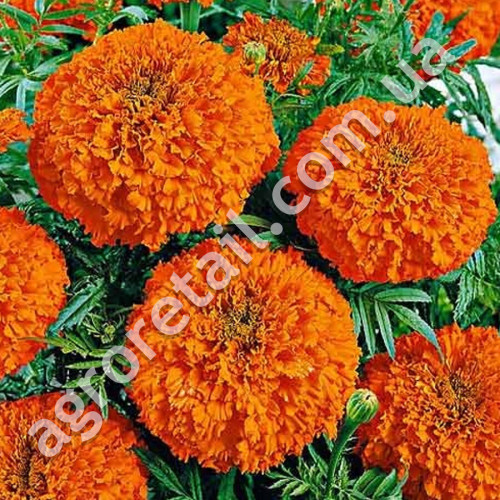 Чорнобривці Гаваї 0.5 г Gl Seeds