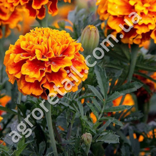 Чорнобривці Гігант біколор 0.25 г Gl Seeds