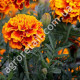 Чорнобривці Гігант біколор 0.25 г Gl Seeds