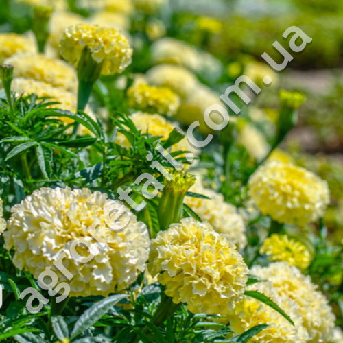 Чорнобривці Кіліманджаро F1 білі 0.1 г Gl Seeds