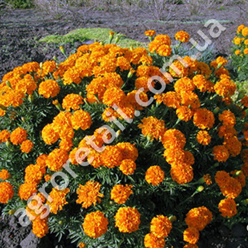Чорнобривці Мандарин 0.5 г Gl Seeds