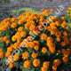 Чорнобривці Мандарин 0.5 г Gl Seeds