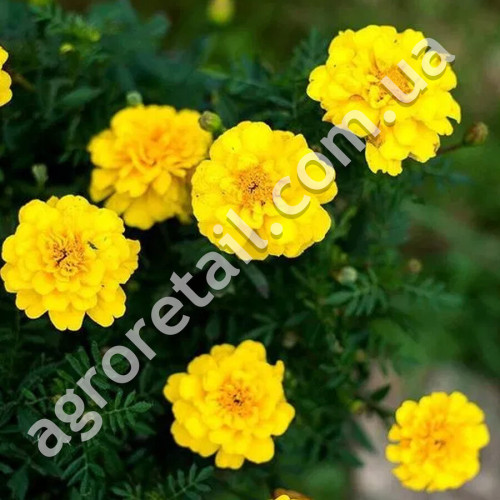 Чорнобривці Сафарі Голд 0.5 г Gl Seeds